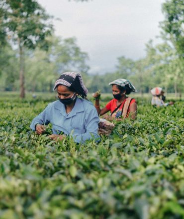Tea Cultivation