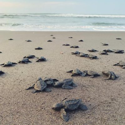 Turtle Conservation Project