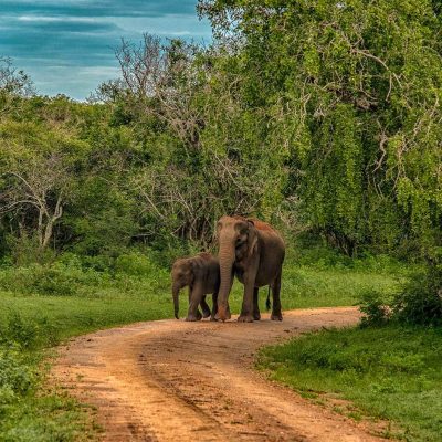 Udawalawa 05