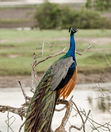 Wildlife